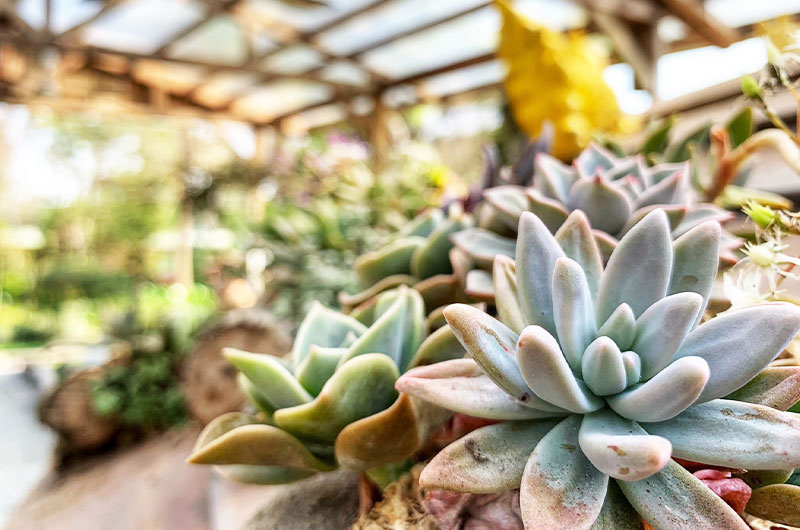 雅聞香草植物工廠