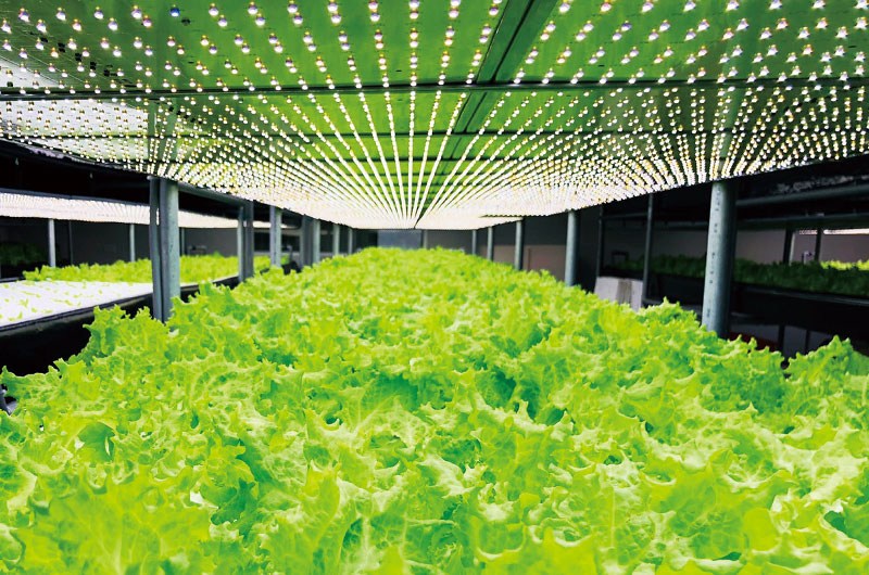 雅聞香草植物工廠